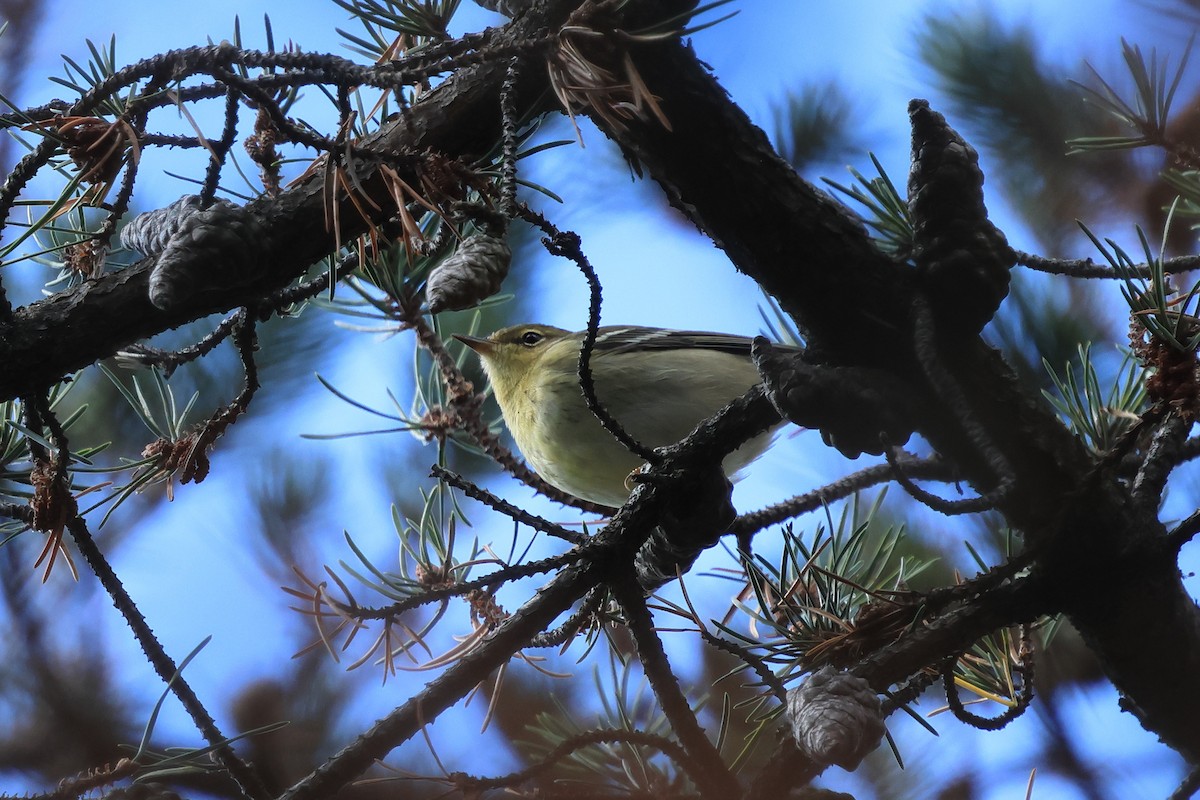 Blackpoll Warbler - ML643144445