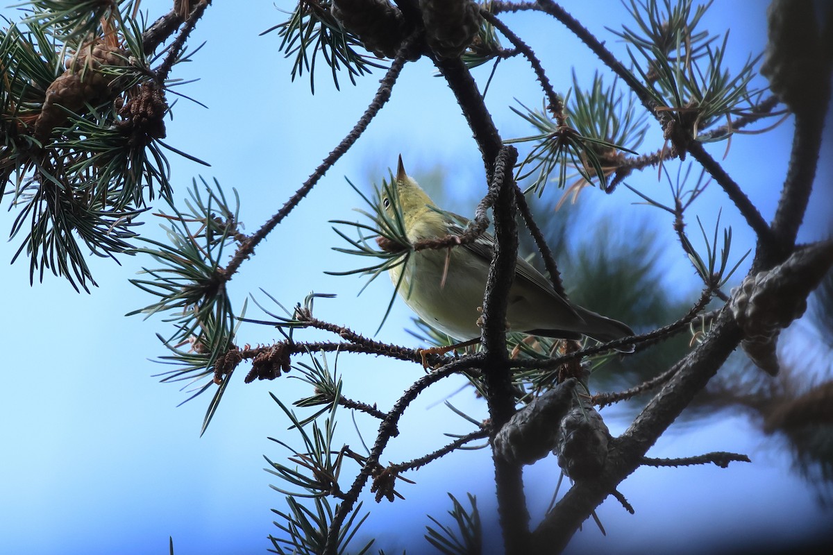 Blackpoll Warbler - ML643144446