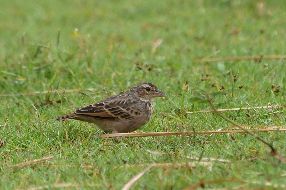 Bengal Bushlark - ML643144466