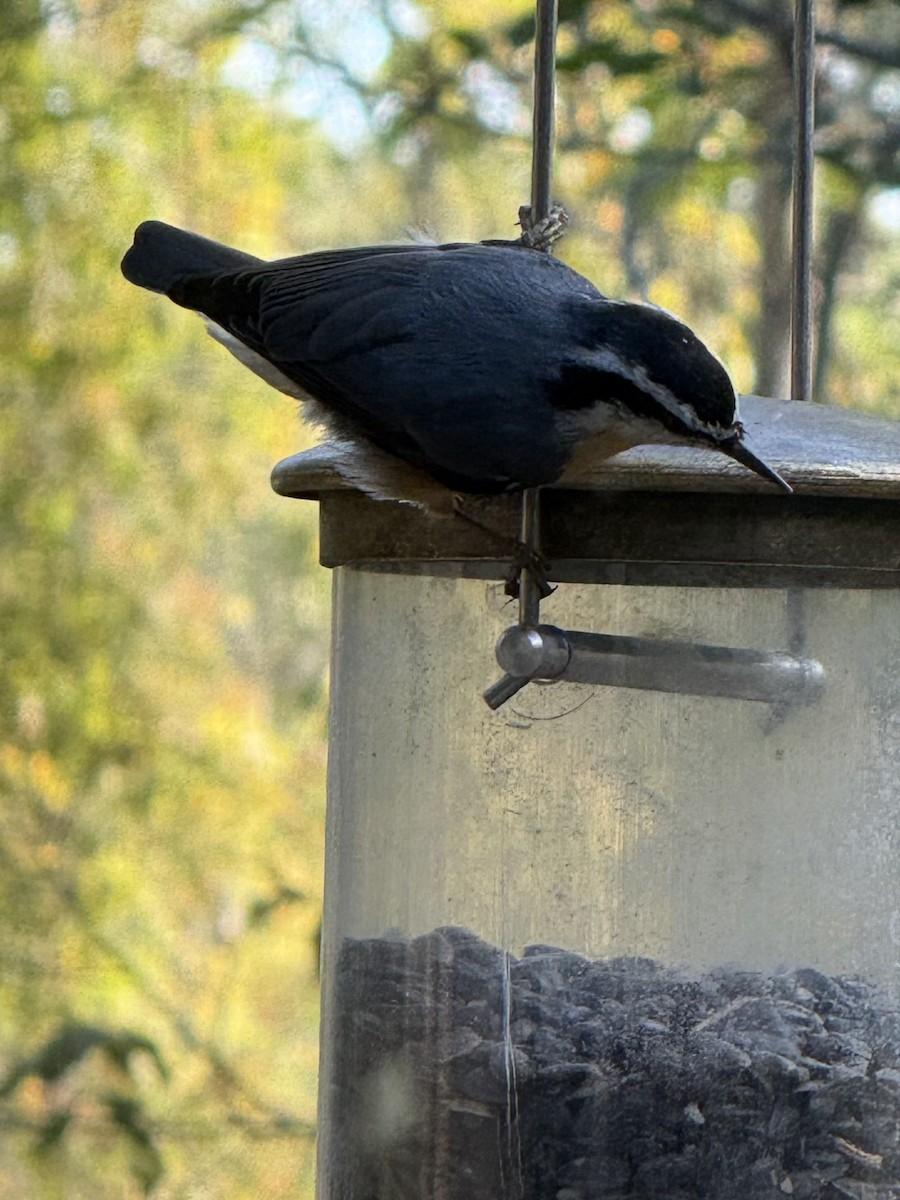 Red-breasted Nuthatch - ML643144483