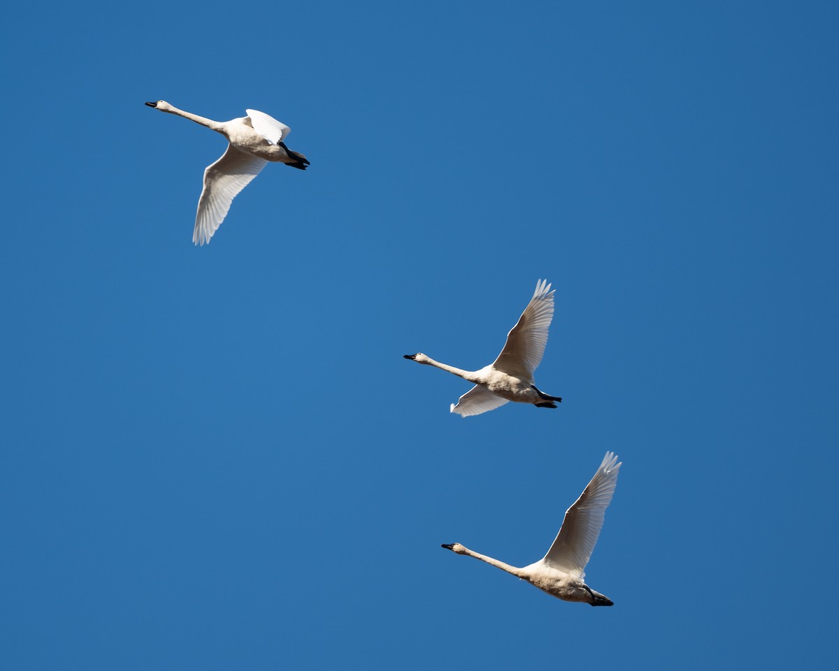 labuť malá - ML643144485