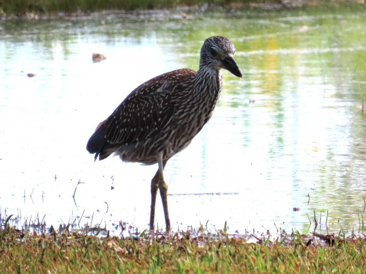 Yellow-crowned Night Heron - ML643144492