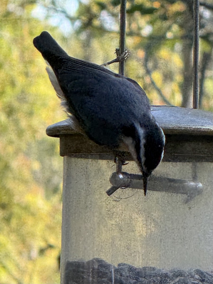 Red-breasted Nuthatch - ML643144495