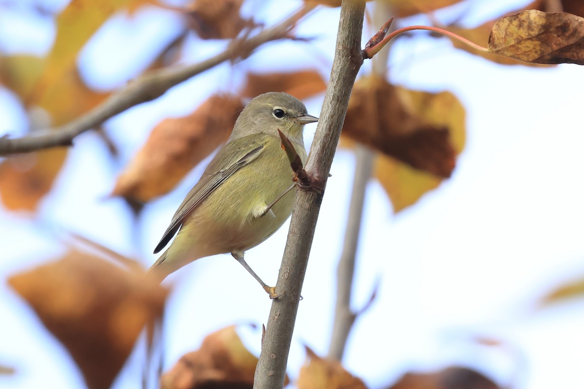 Orange-crowned Warbler - ML643144504