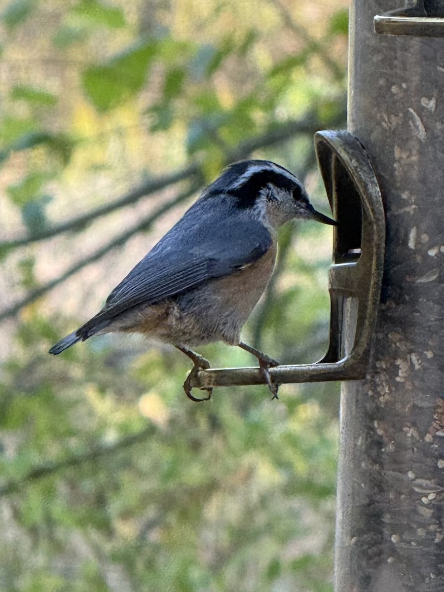 Red-breasted Nuthatch - ML643144510