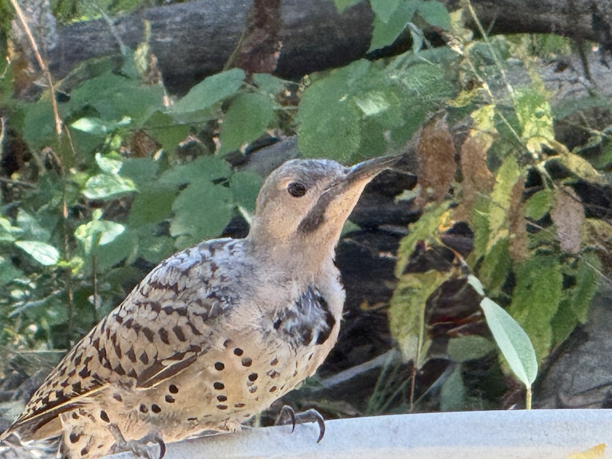 Northern Flicker - ML643144541