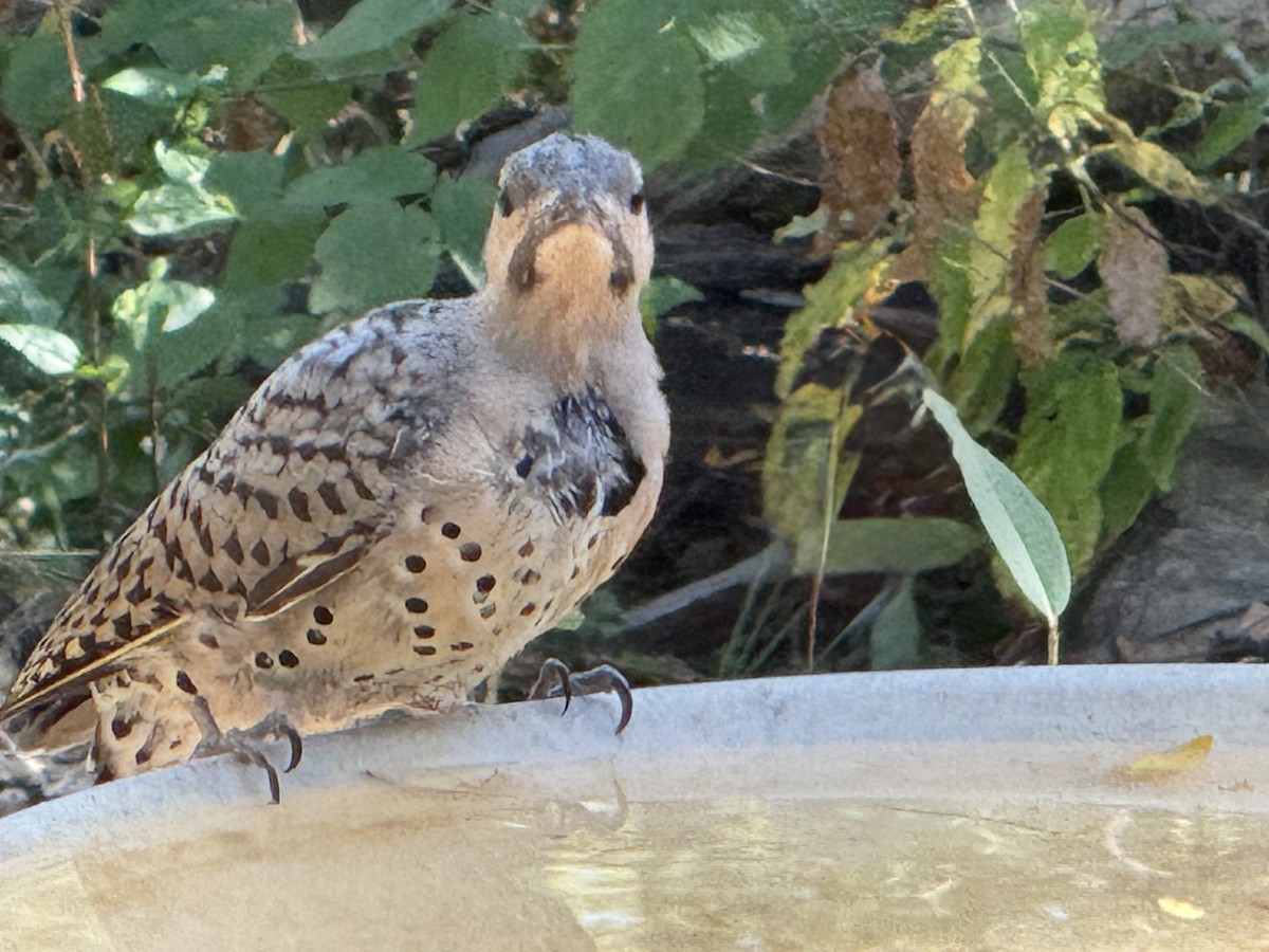 Northern Flicker - ML643144550