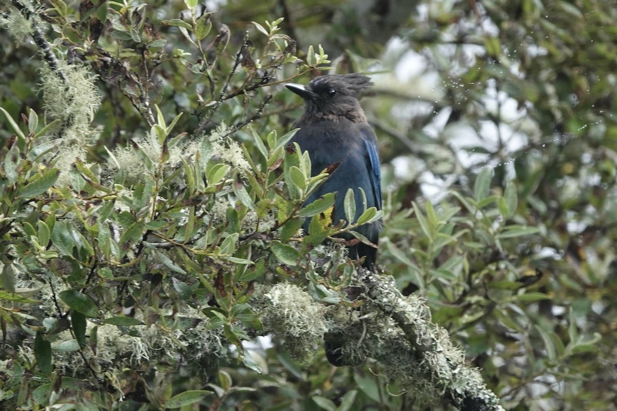 Steller's Jay (Coastal) - ML643144556