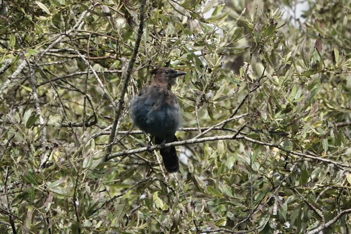 Steller's Jay (Coastal) - ML643144557