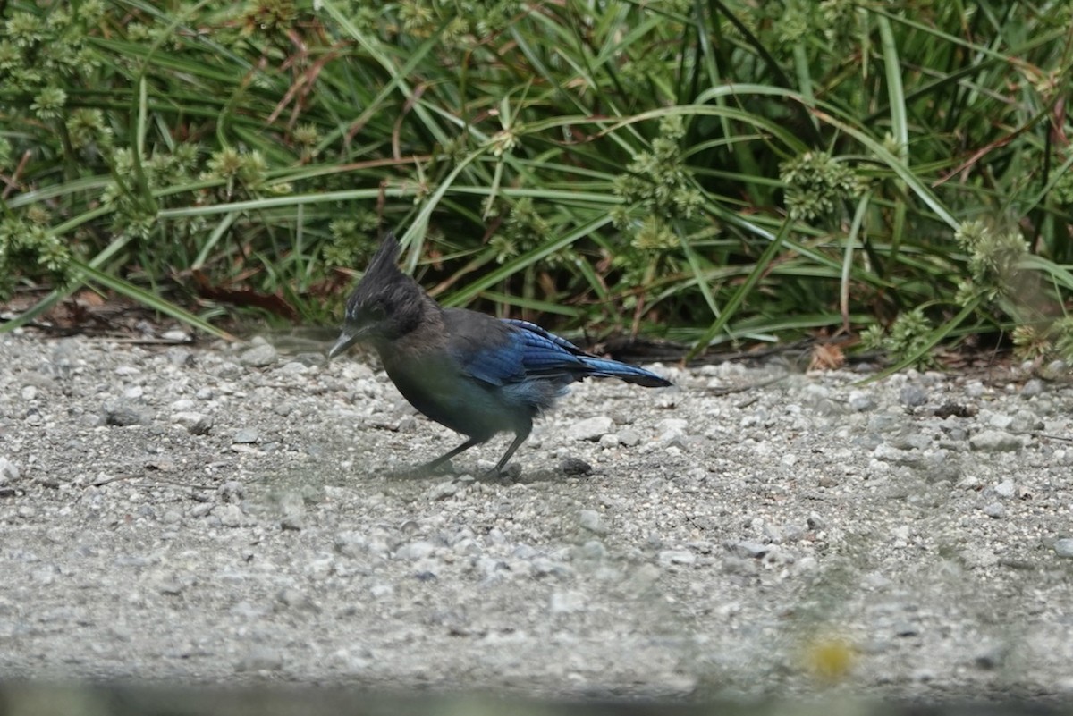 Steller's Jay (Coastal) - ML643144558