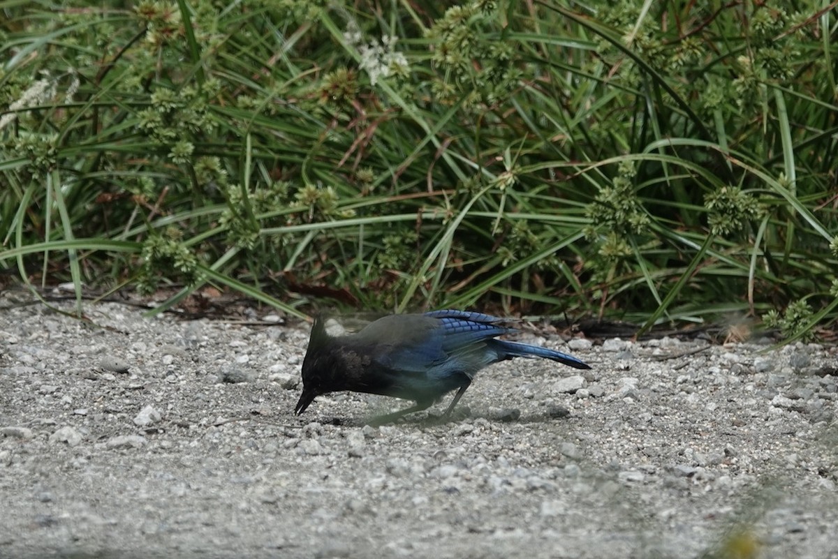 Steller's Jay (Coastal) - ML643144559