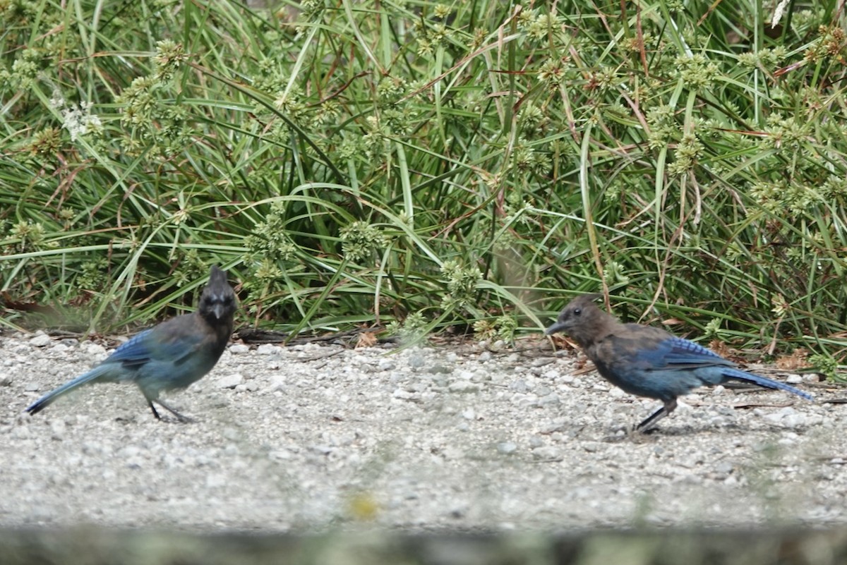 Steller's Jay (Coastal) - ML643144560