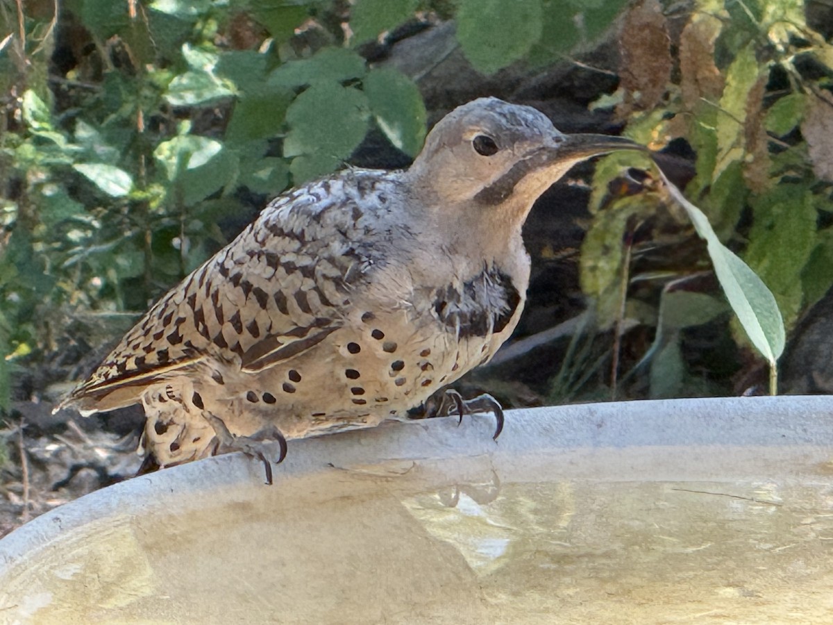 Northern Flicker - ML643144561