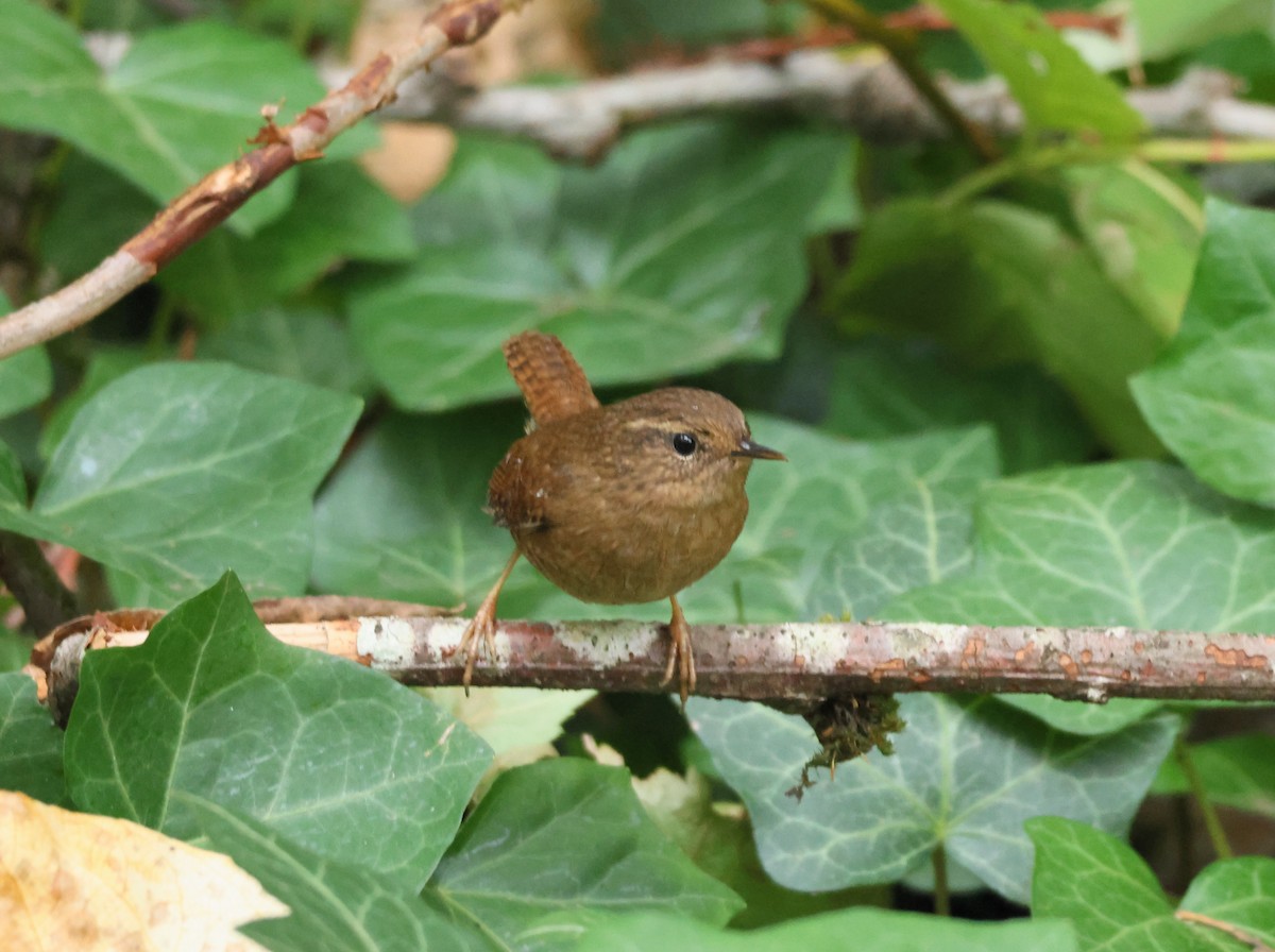 Pacific Wren - ML643144562