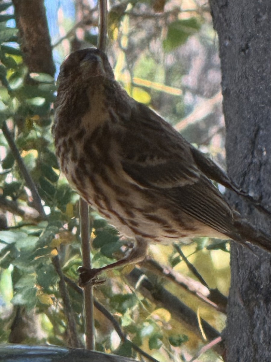 Purple Finch - ML643144575
