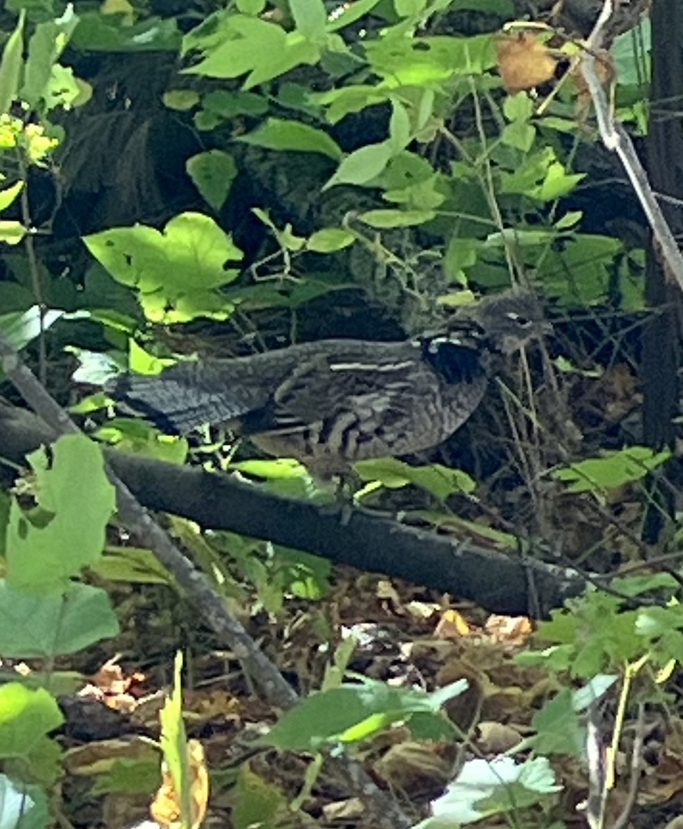 Ruffed Grouse - ML643144580