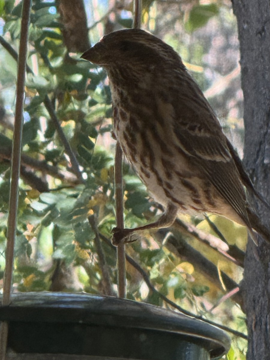 Purple Finch - ML643144581