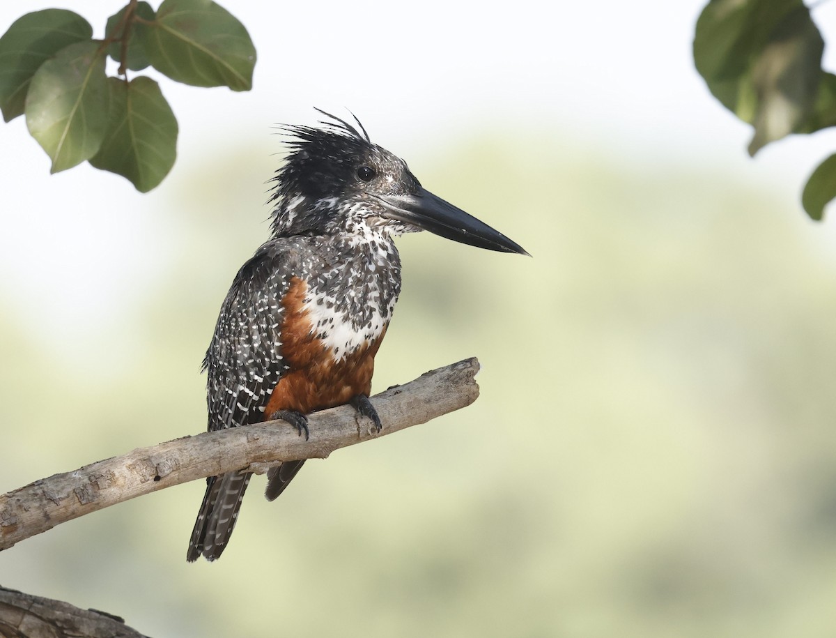 Giant Kingfisher - ML643144635