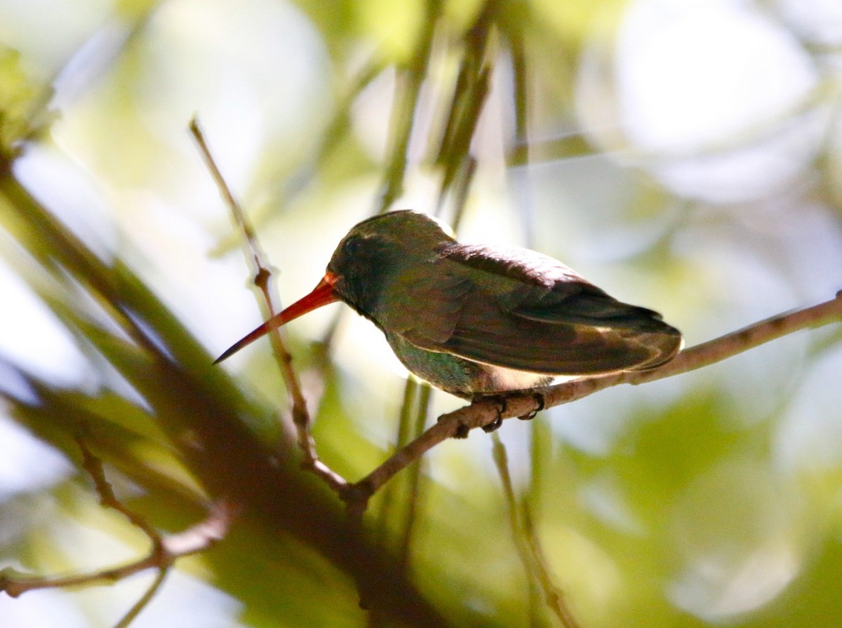 brednebbkolibri - ML643144657