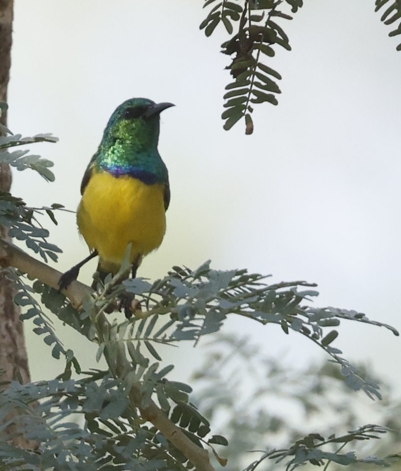 Collared Sunbird - ML643144658