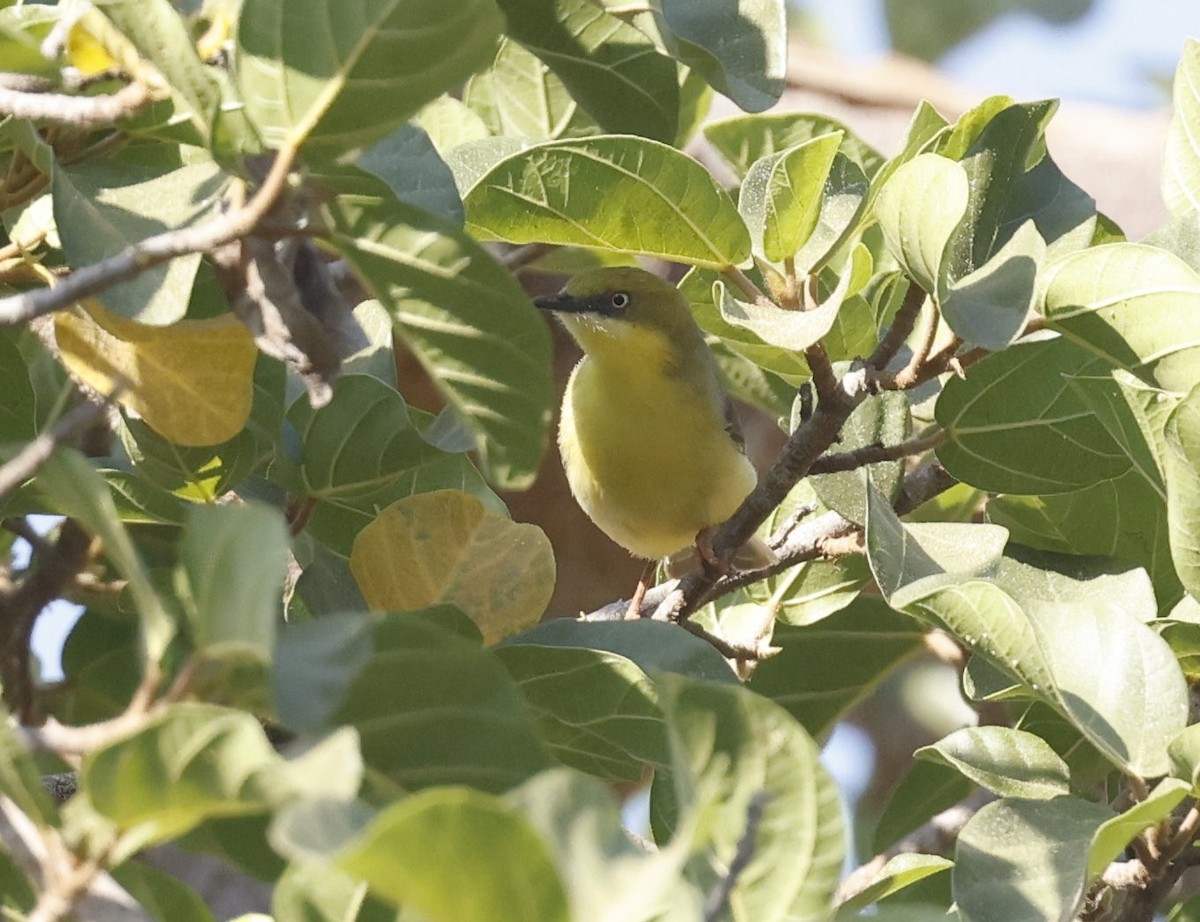 Green-capped Eremomela - ML643144660