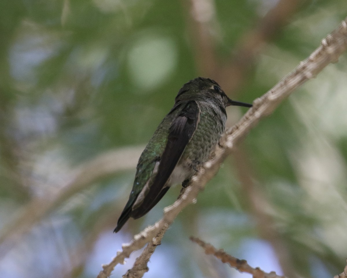 Anna's Hummingbird - ML643144663