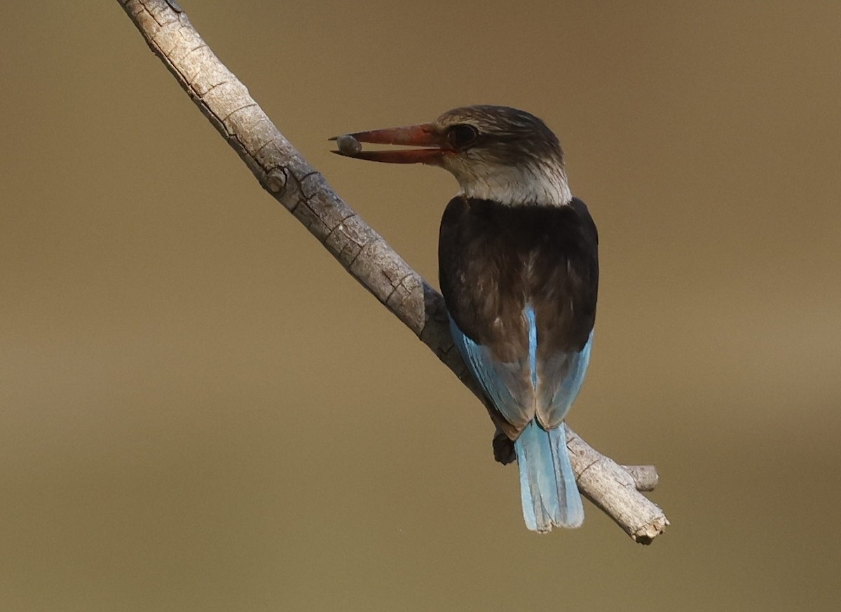 Brown-hooded Kingfisher - ML643144666