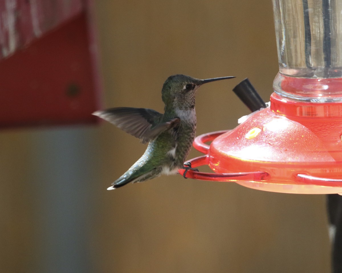 Anna's Hummingbird - ML643144667