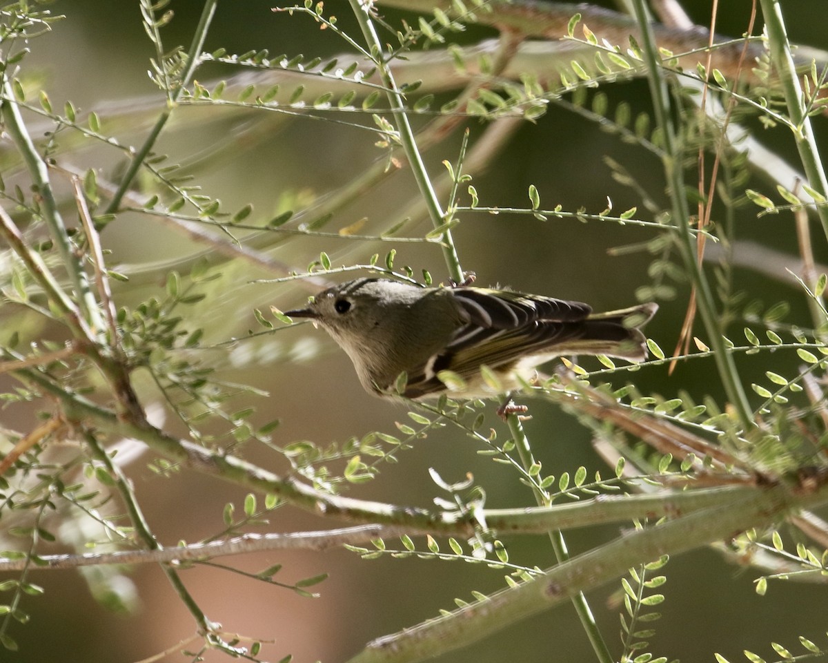 Ruby-crowned Kinglet - ML643144670