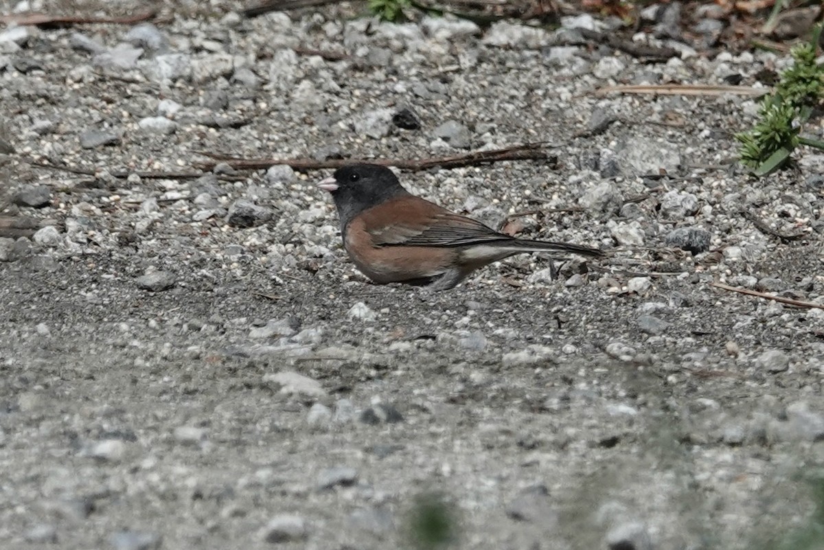 Dark-eyed Junco (Oregon) - ML643144675