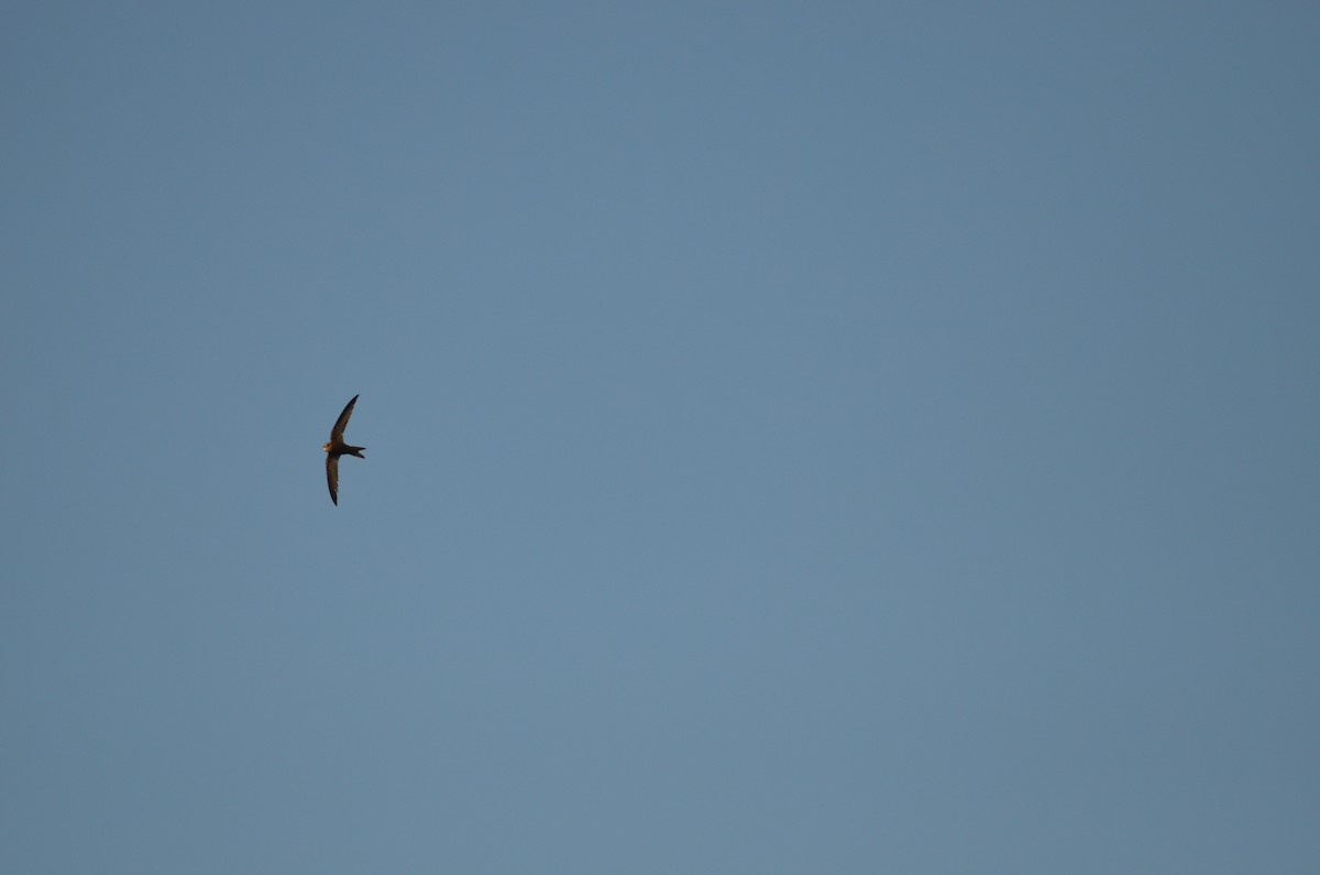 Pallid Swift - ML643144678