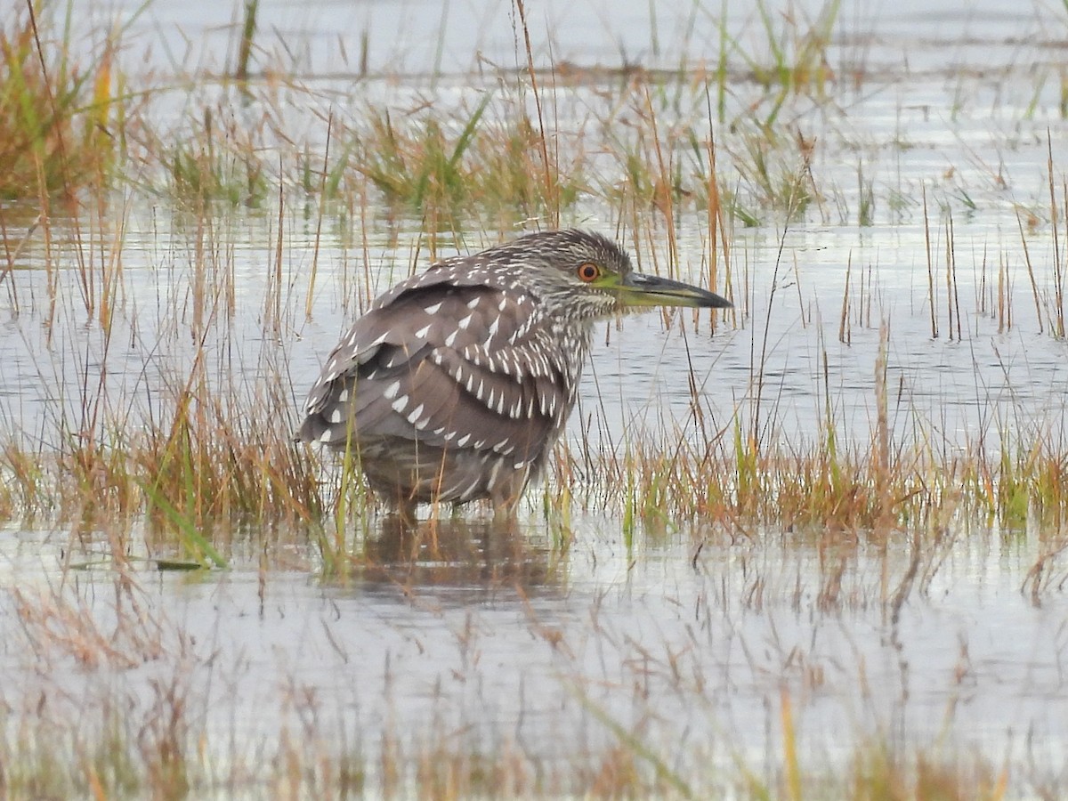 Black-crowned Night Heron - ML643144726