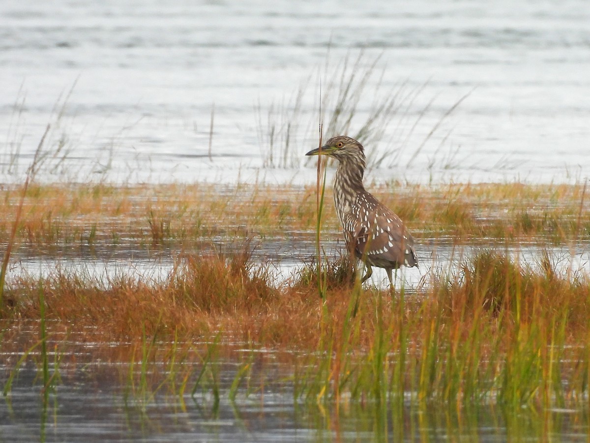 Black-crowned Night Heron - ML643144728