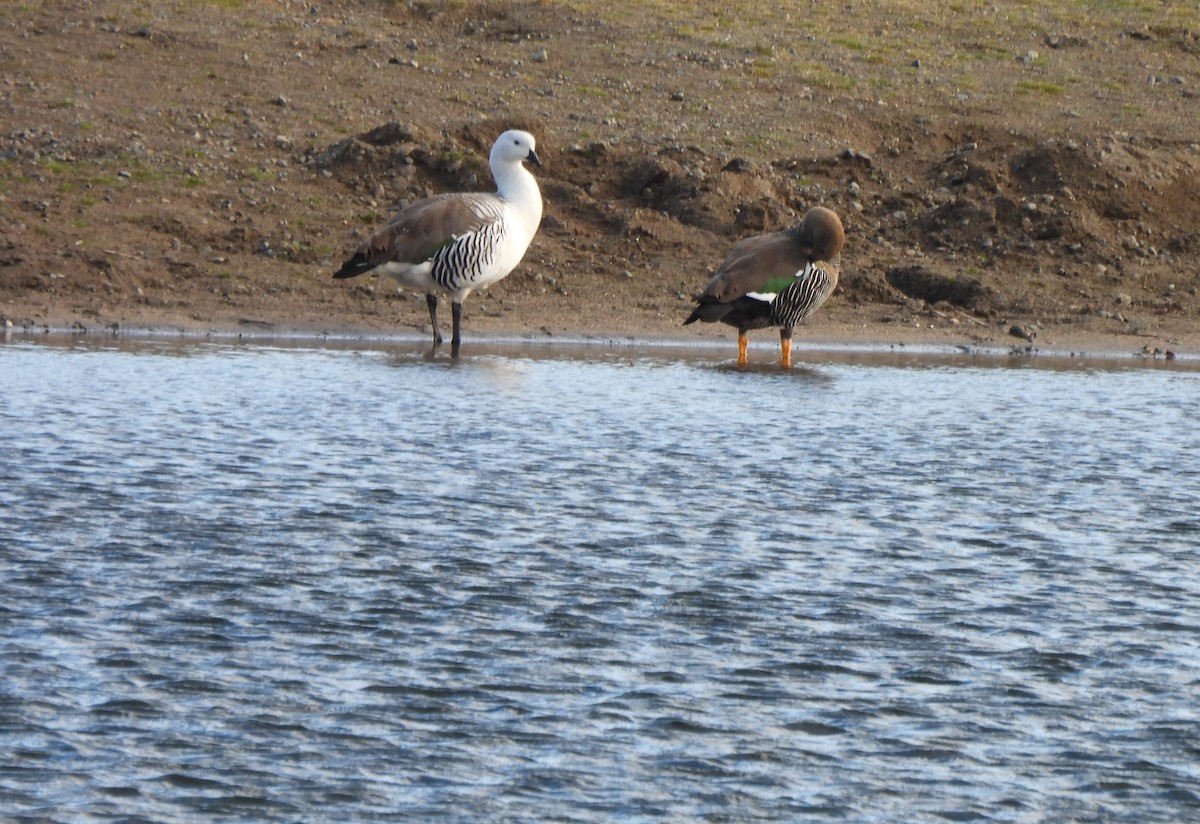 Upland Goose - ML643144730