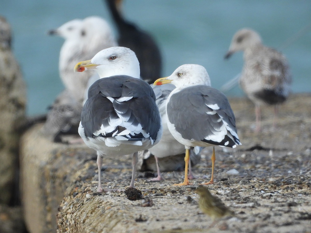 Great Black-backed Gull - ML643144736