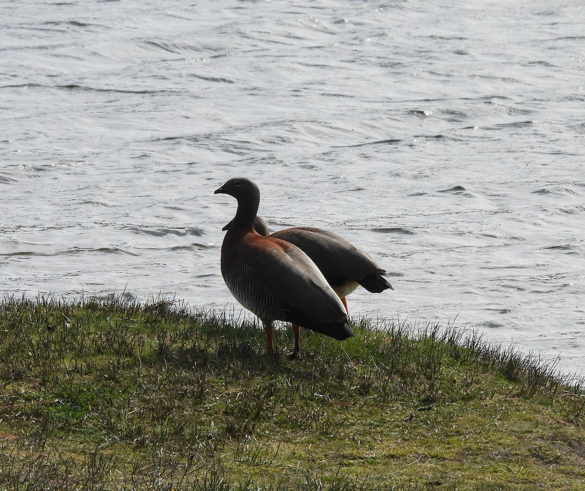 Ashy-headed Goose - ML643144738