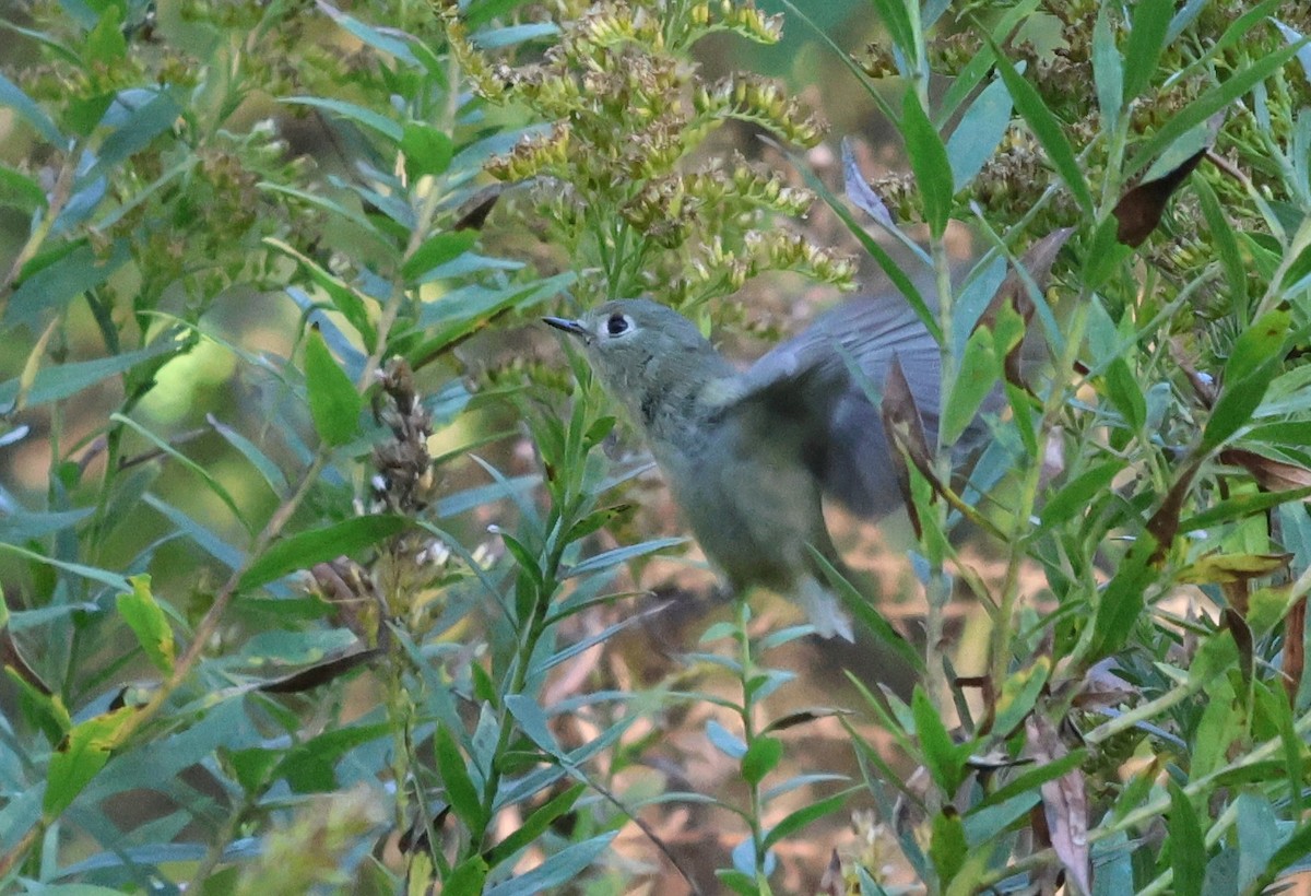 Ruby-crowned Kinglet - ML643144754