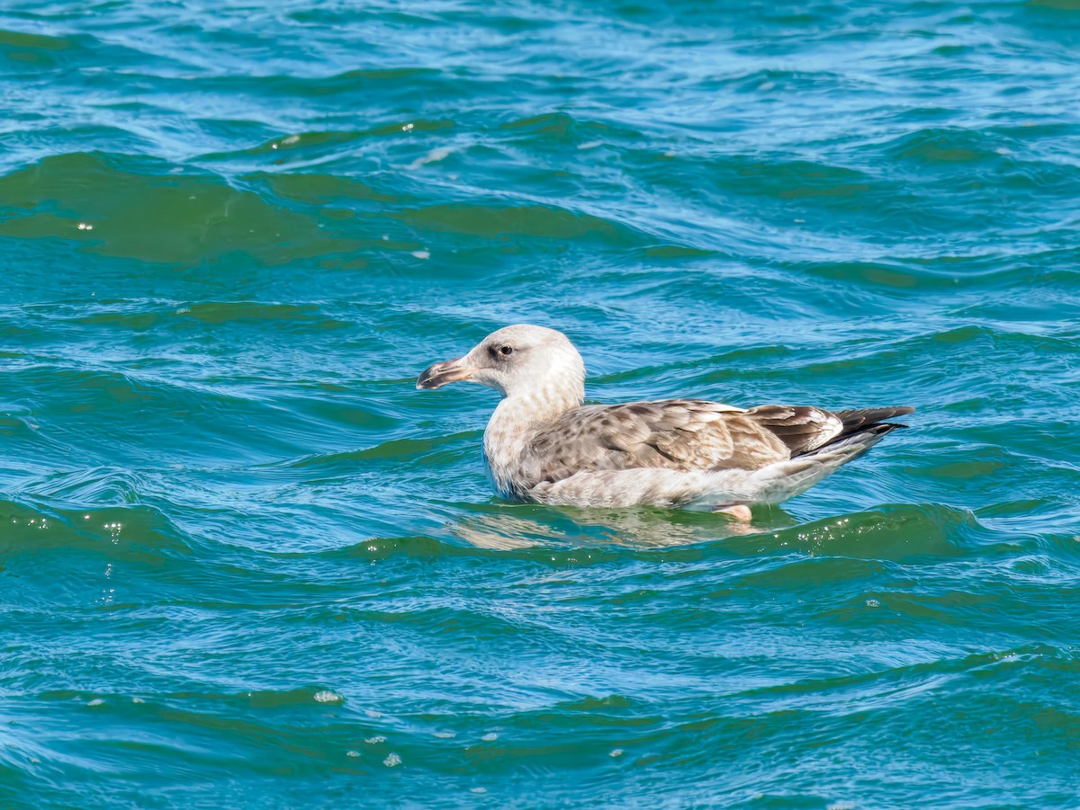 Glaucous-winged Gull - ML643144766