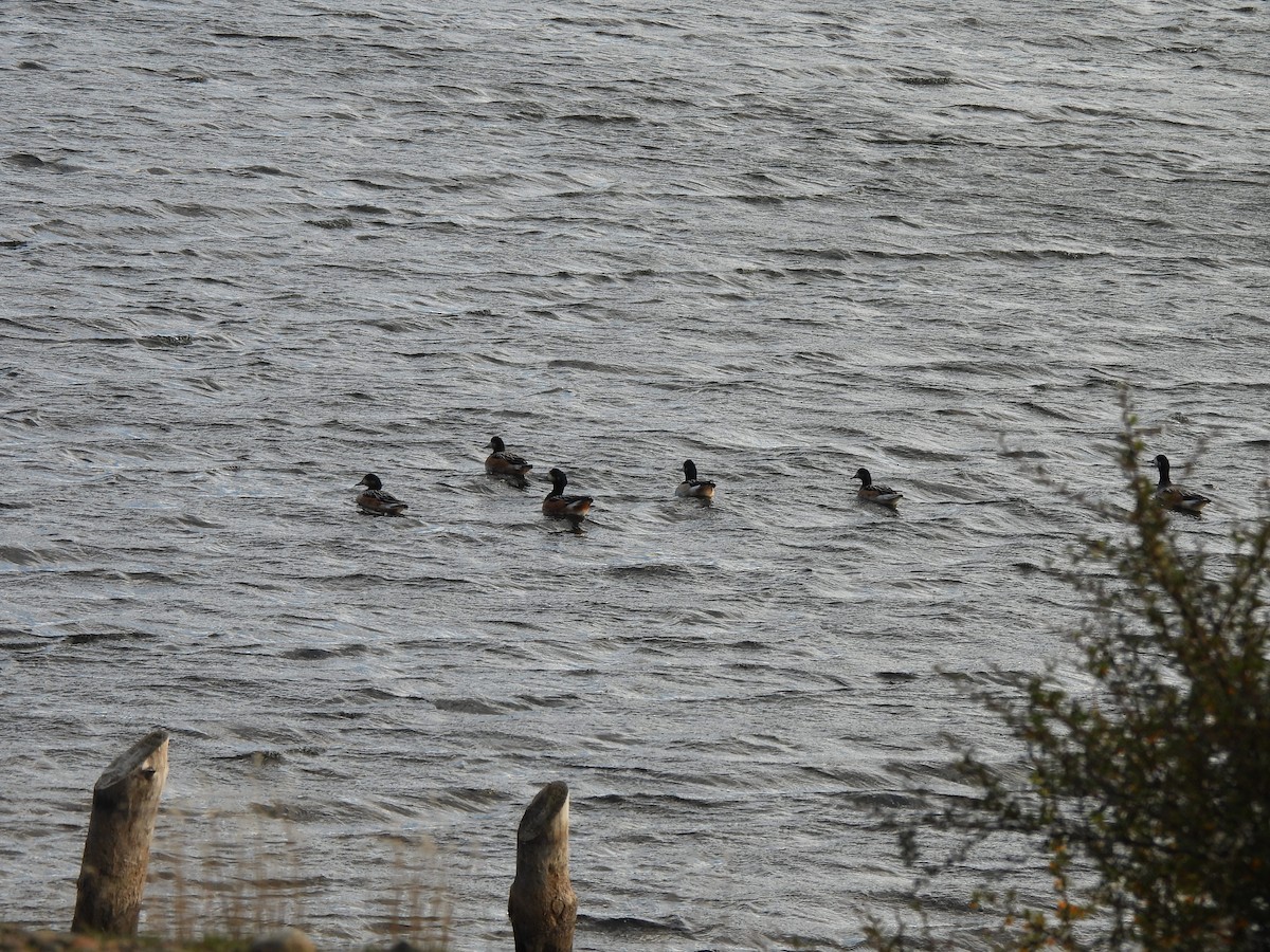 Chiloe Wigeon - ML643144767