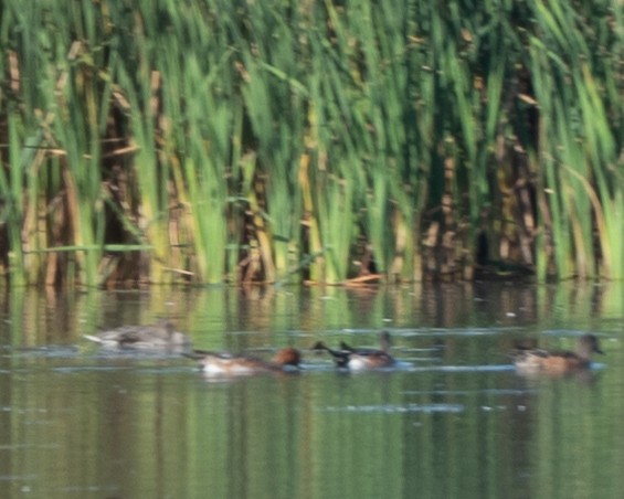 Eurasian Wigeon - ML643144770