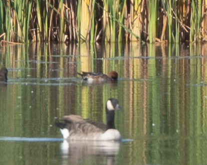 Eurasian Wigeon - ML643144771