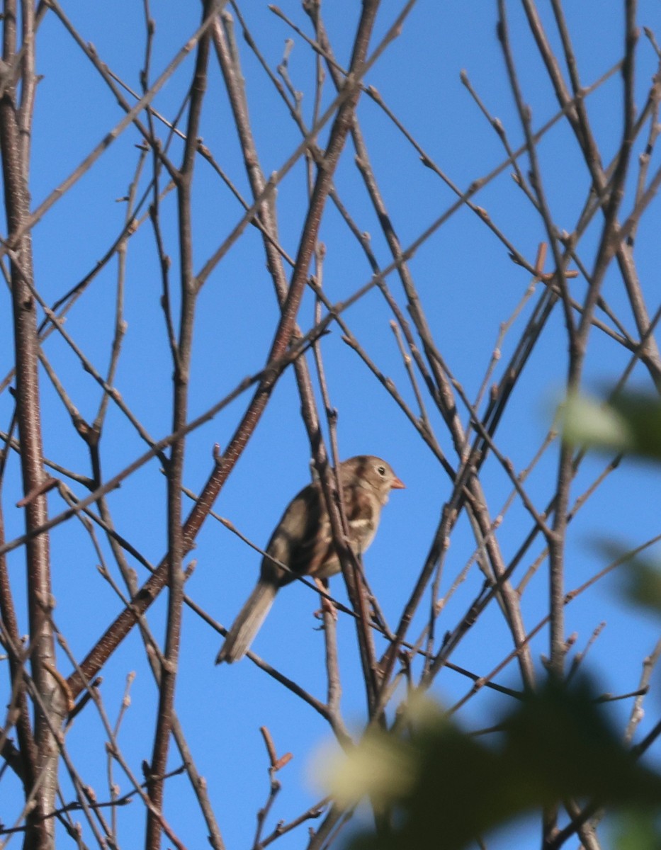 Field Sparrow - ML643144775