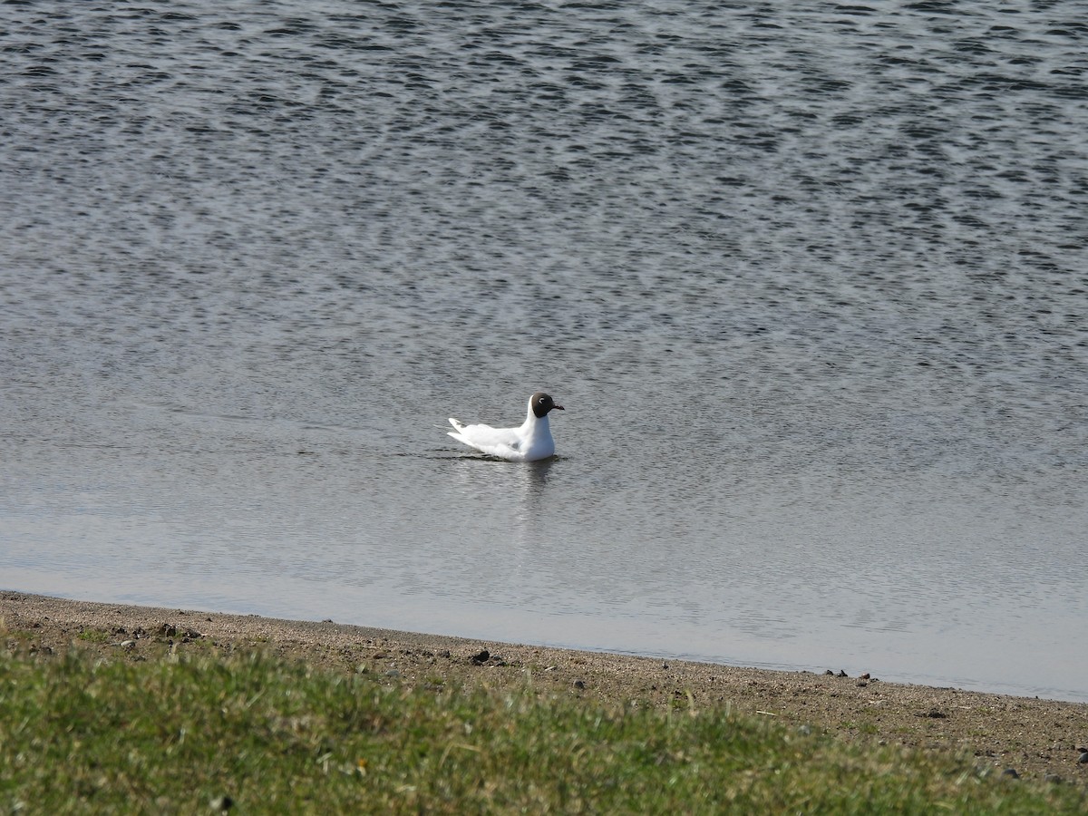 Brown-hooded Gull - ML643144791