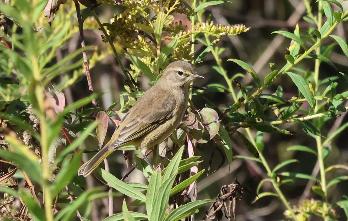 Palm Warbler - ML643144793