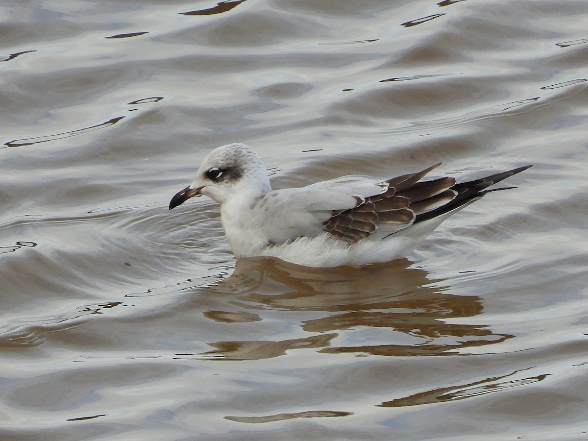 Mediterranean Gull - ML643144804
