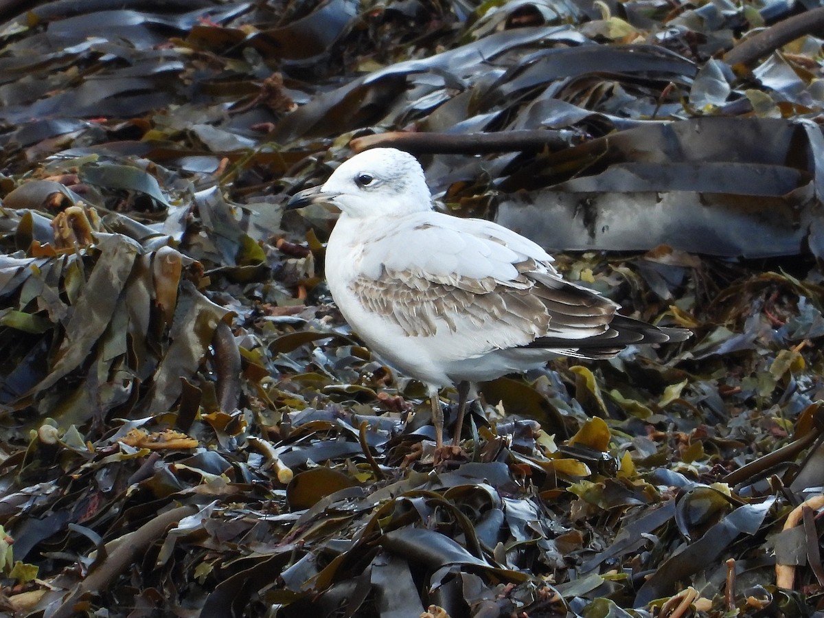 Mediterranean Gull - ML643144805