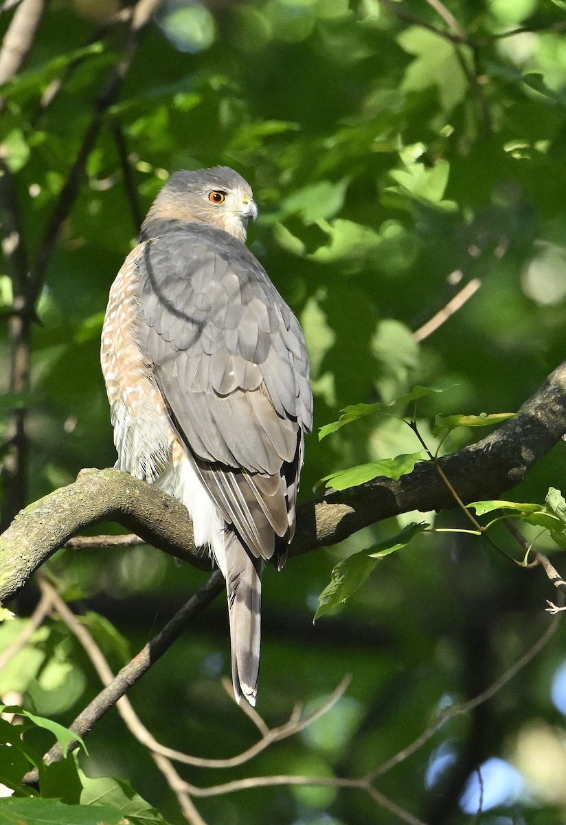 Cooper's Hawk - ML643144814