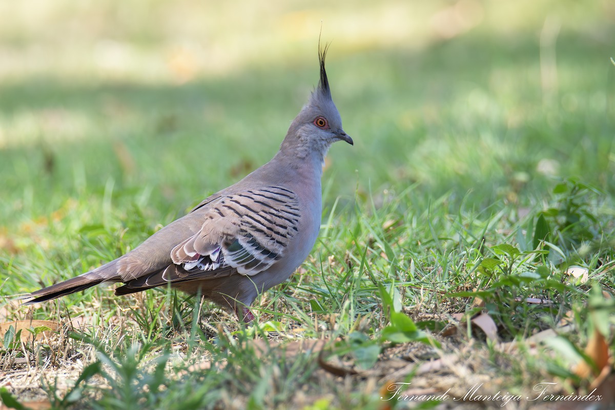 Crested Pigeon - ML643144817