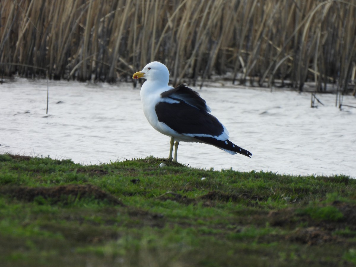 Kelp Gull - ML643144820