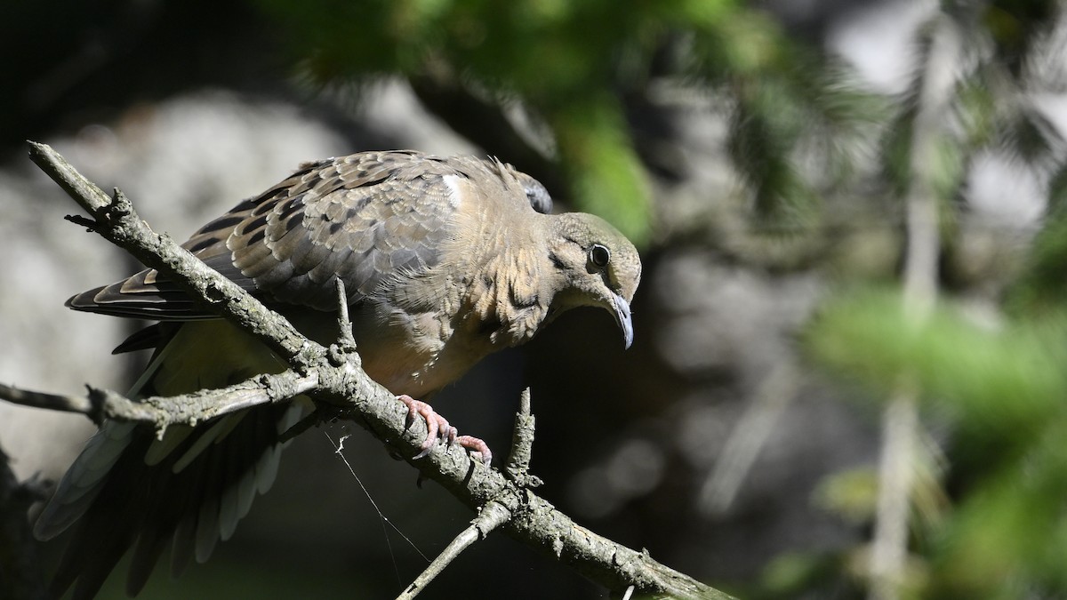 Mourning Dove - ML643144827